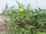 Sonchus oleraceus