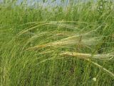 Stipa pontica. Цветущее растение. Крым, Симферопольский р-н, окр. пос. Давыдовка, залежь. 1 июня 2017 г.