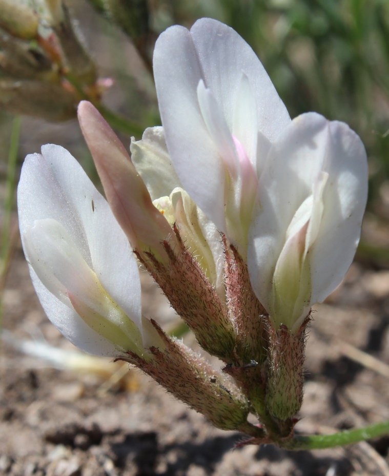 Изображение особи Astragalus palibinii.