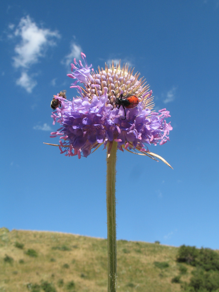 Image of Dipsacus dipsacoides specimen.