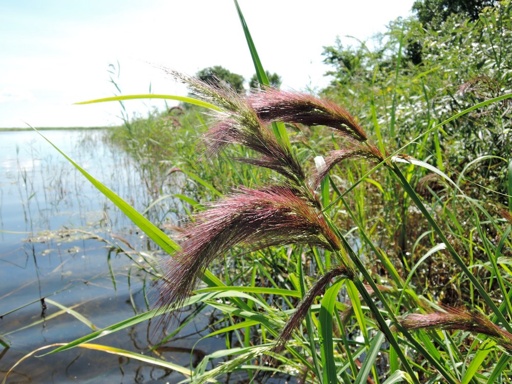 Image of Echinochloa caudata specimen.