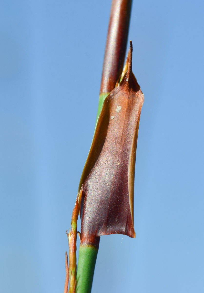 Image of Elegia tectorum specimen.