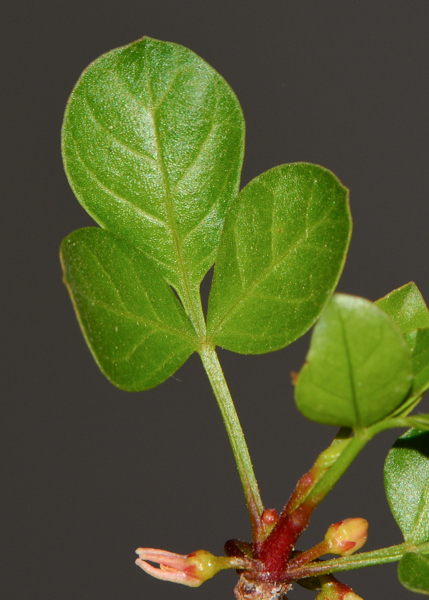 Image of Commiphora gileadensis specimen.