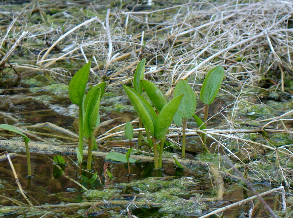 Изображение особи Alisma plantago-aquatica.