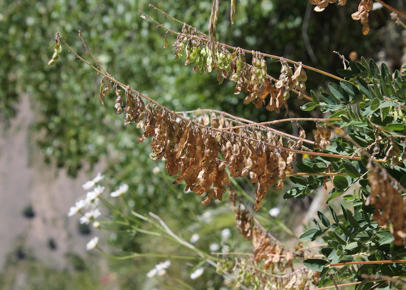 Image of Hedysarum caucasicum specimen.