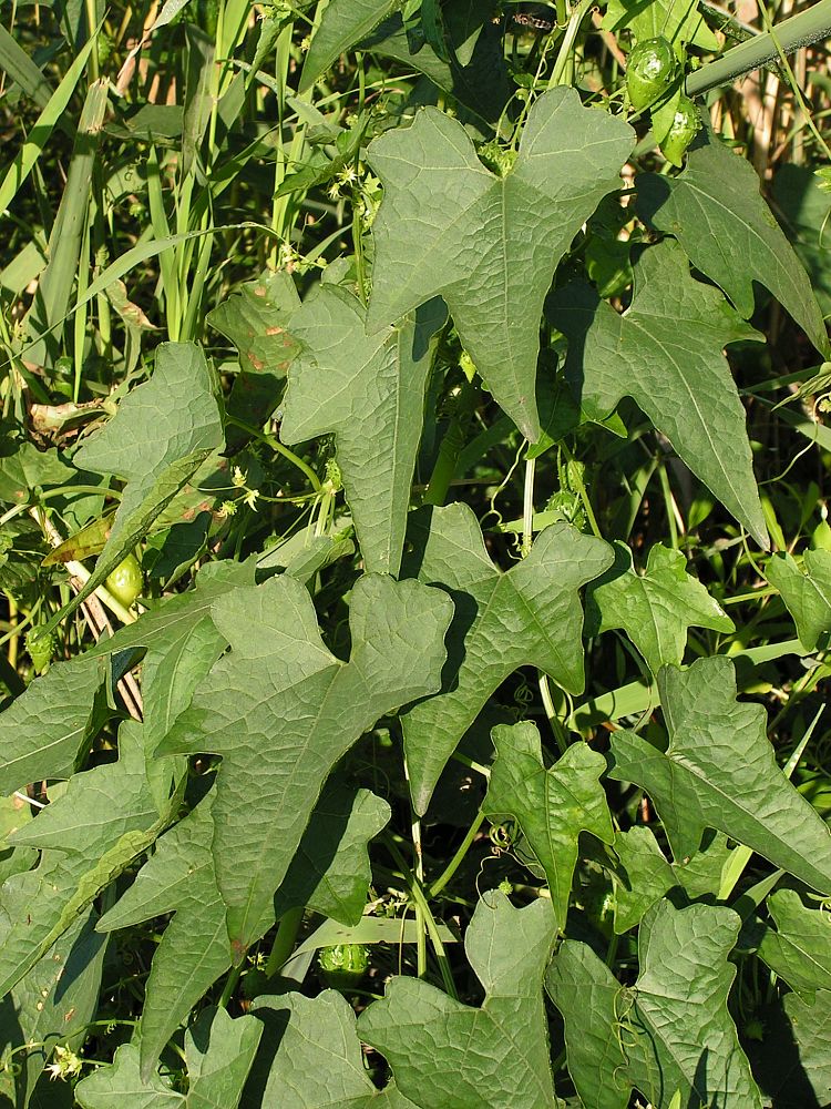 Image of Actinostemma tenerum specimen.