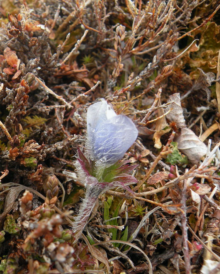 Изображение особи Anemone multiceps.