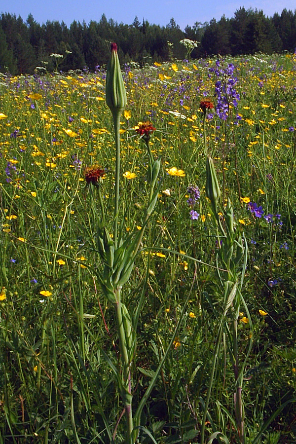 Изображение особи Tragopogon sibiricus.