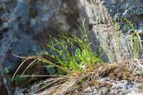 Juncus trifidus