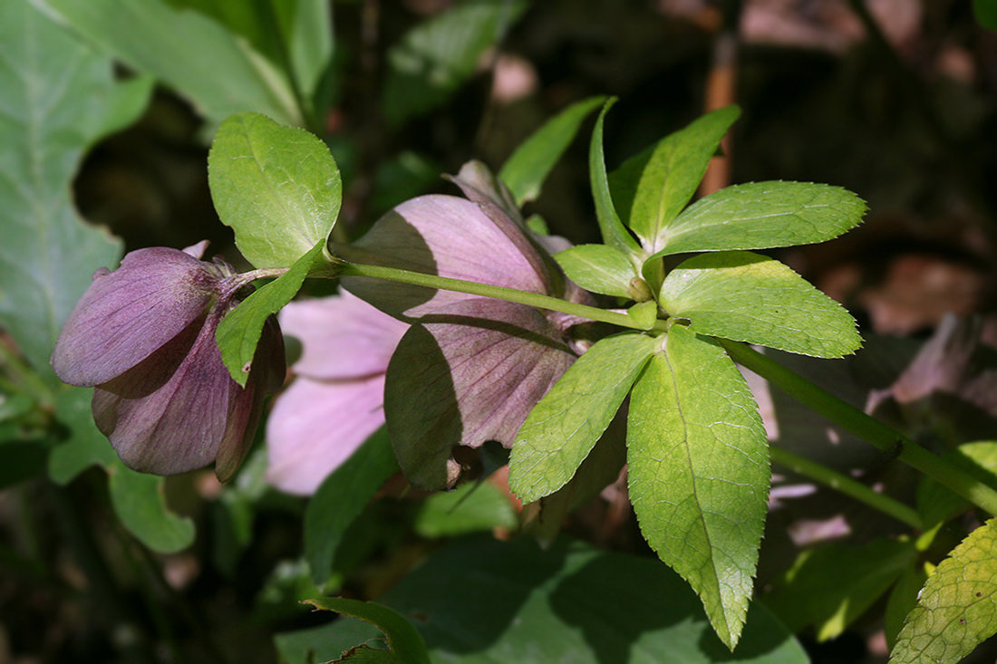 Image of Helleborus orientalis specimen.