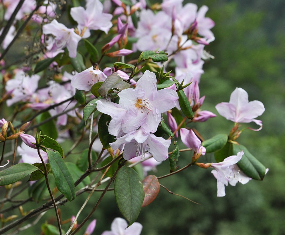 Image of genus Rhododendron specimen.