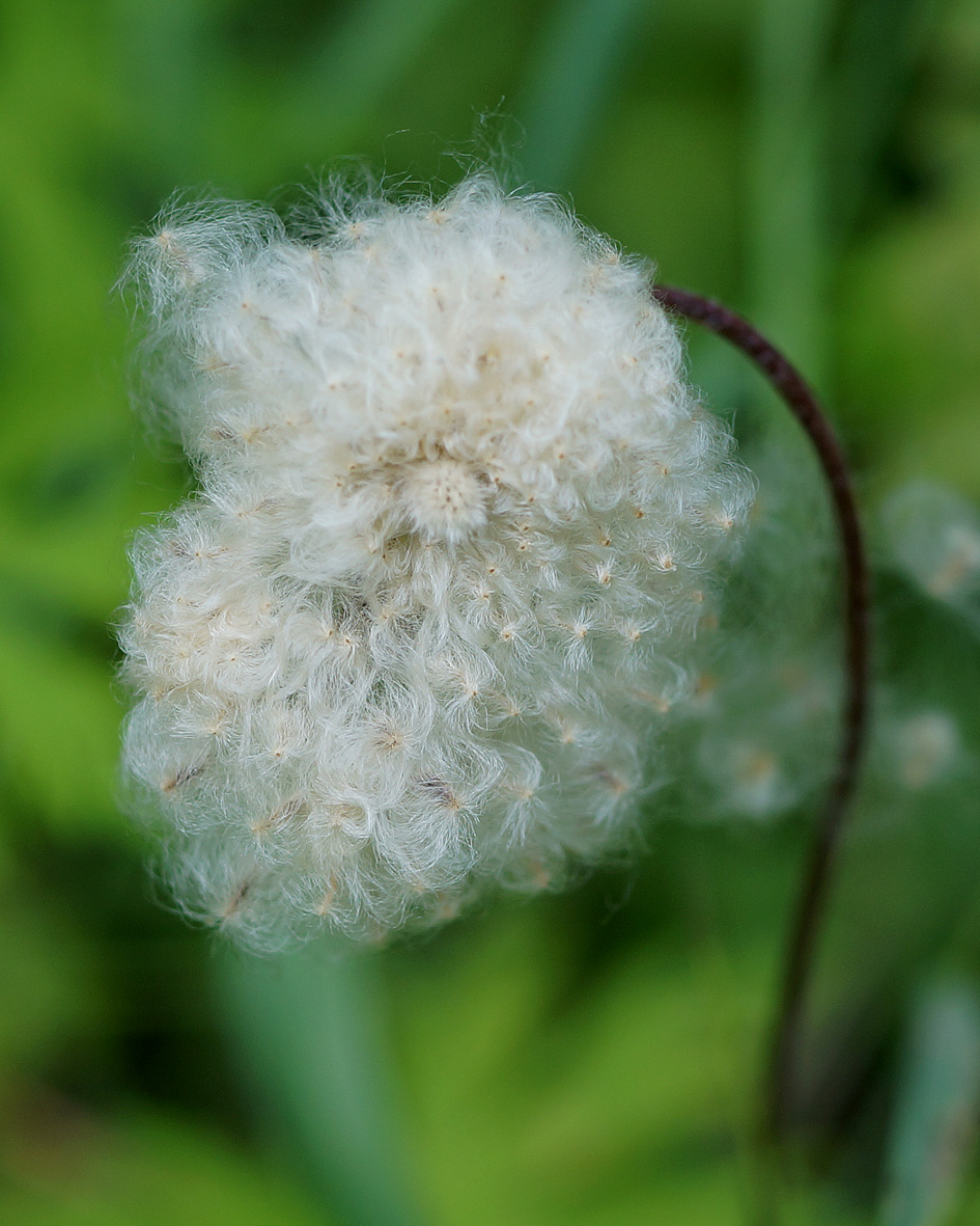 Image of Anemone sylvestris specimen.