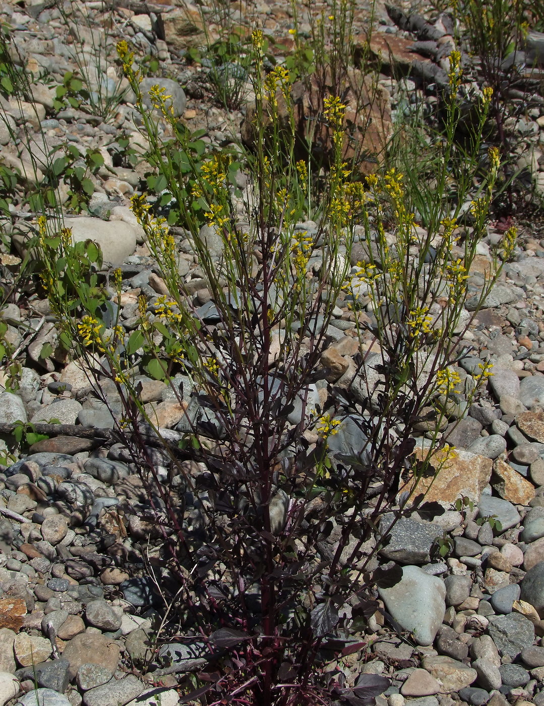 Image of Barbarea orthoceras specimen.