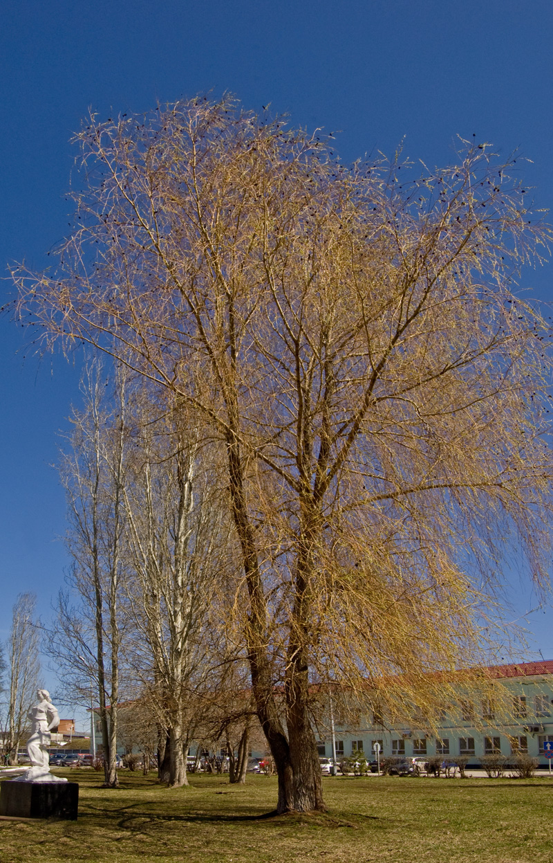 Image of genus Salix specimen.