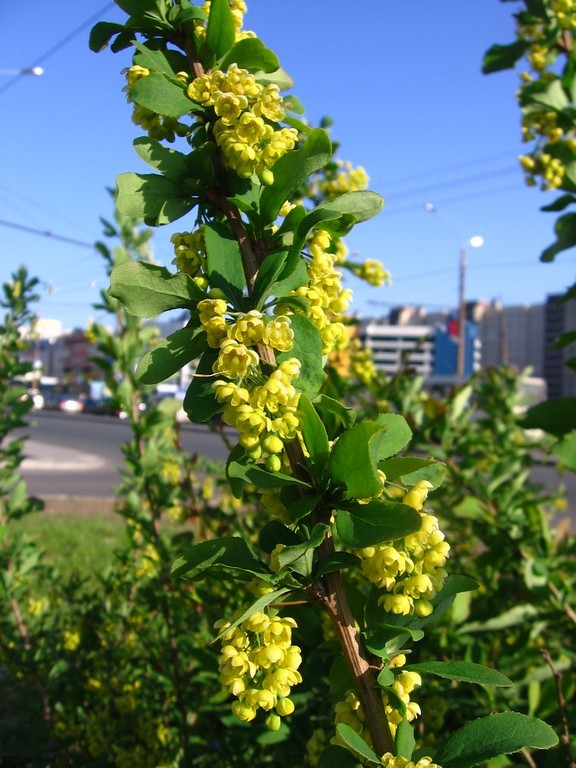 Image of Berberis vulgaris specimen.