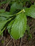 Adenophora liliifolia. Лист на побеге с обломанной верхушкой. Башкортостан, Мелеузовский р-н, долина р. Нугуш, каньон Пятилистник, правый берег, под деревьями. 11 июня 2018 г.