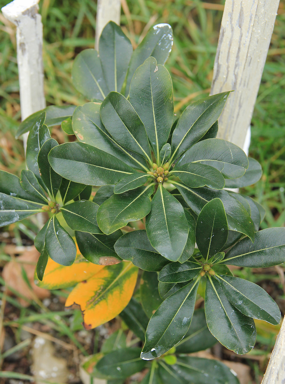 Image of Pittosporum tobira specimen.