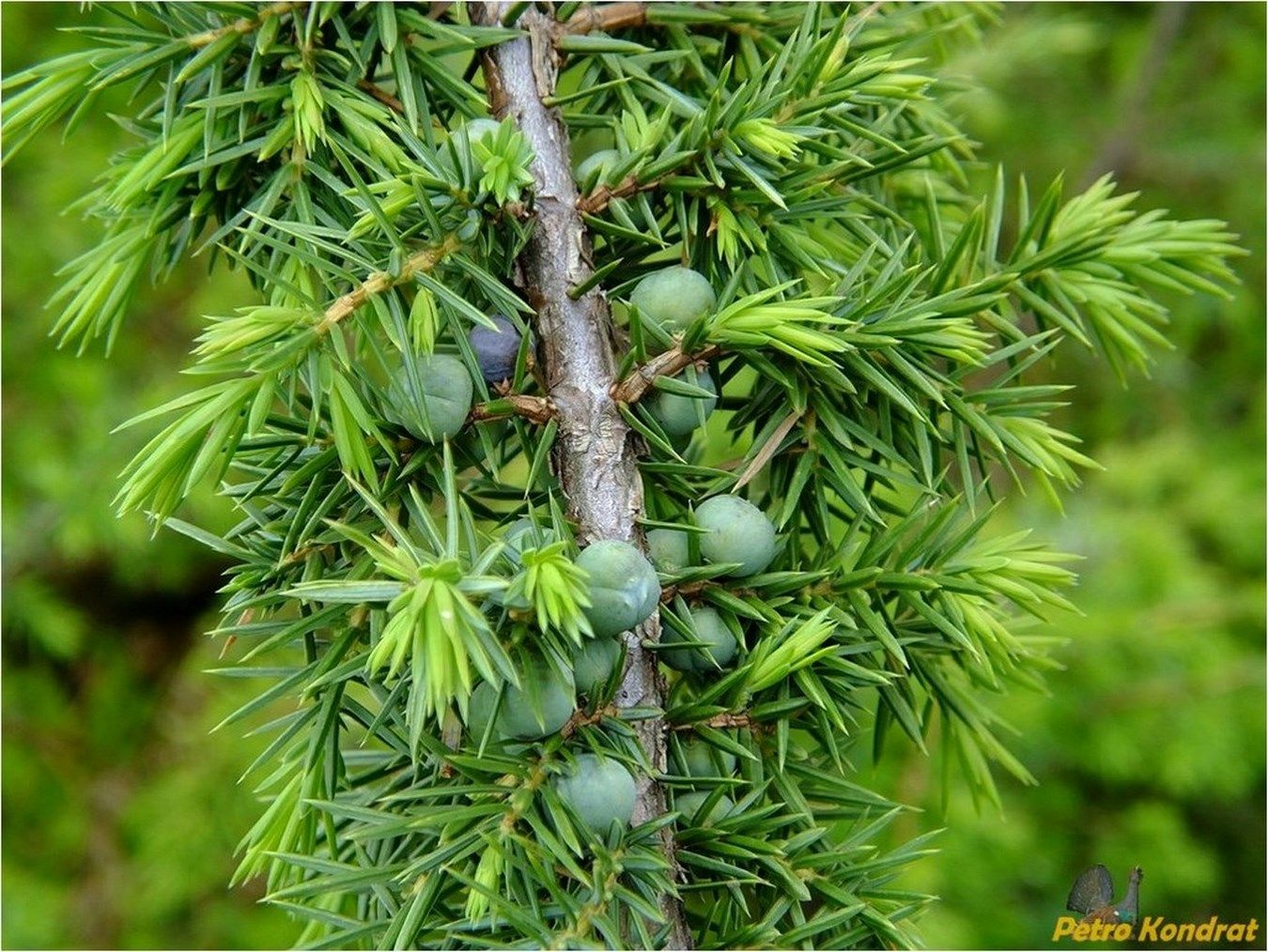 Image of Juniperus communis specimen.