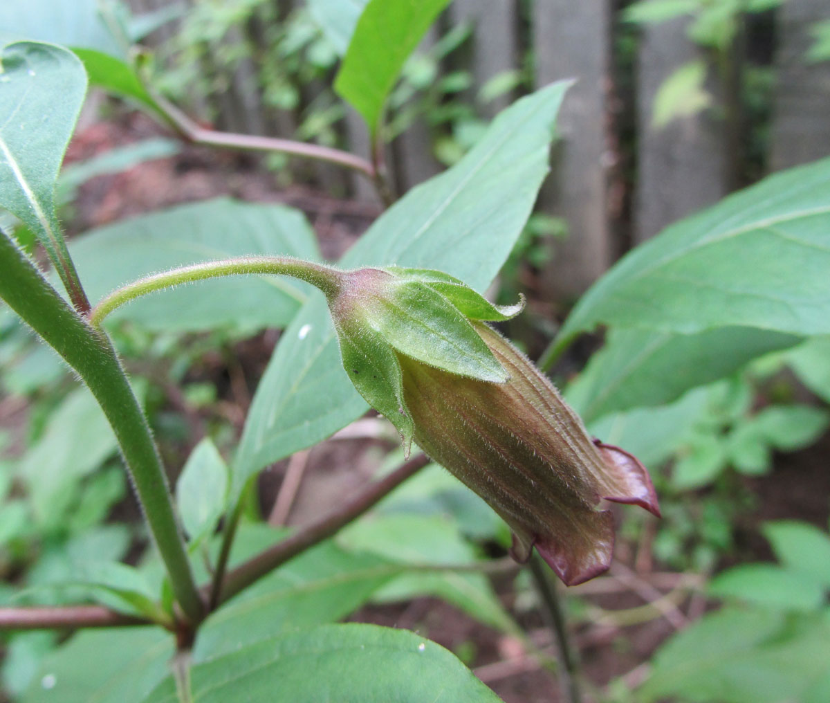 Изображение особи Atropa acuminata.