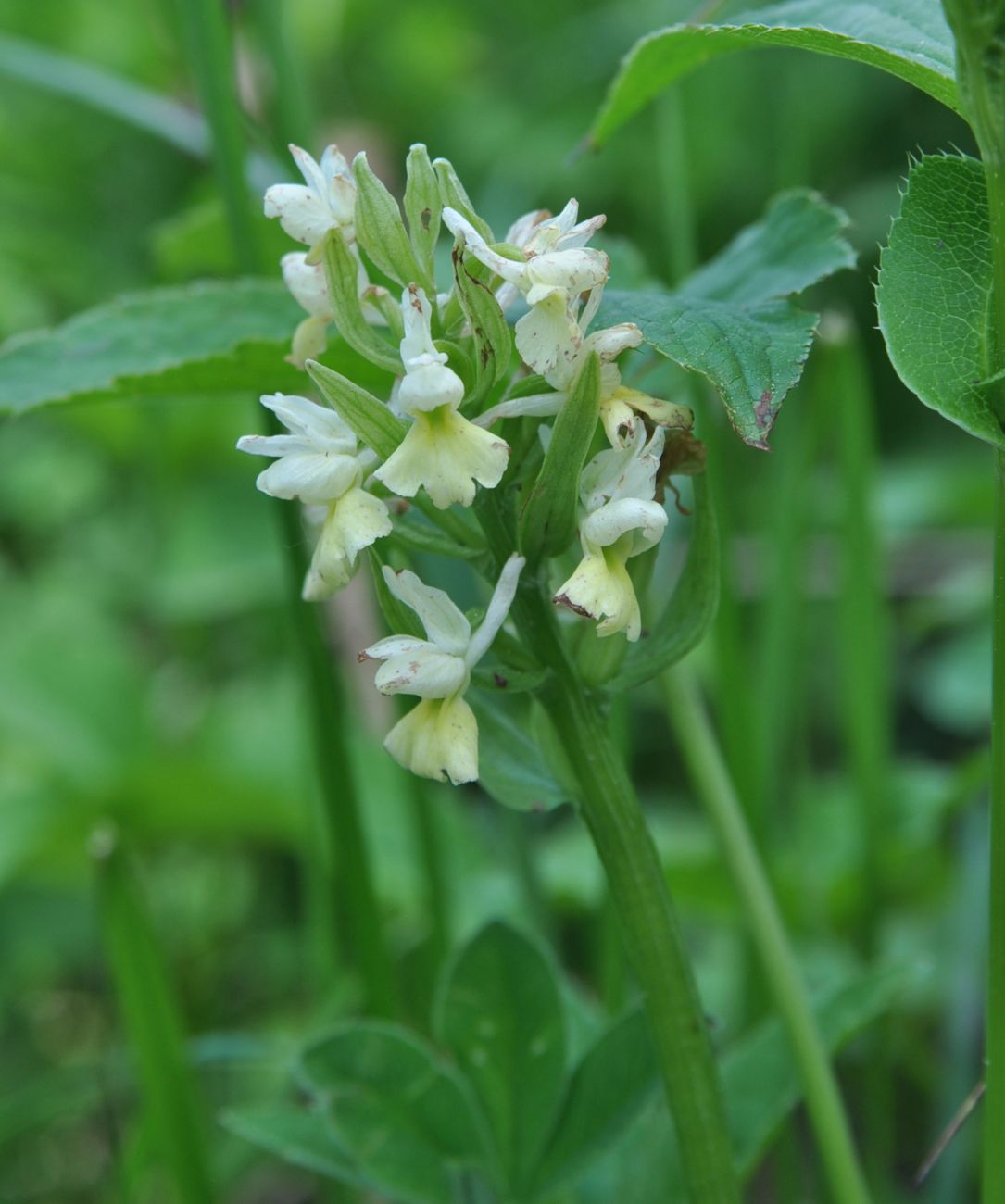 Изображение особи Dactylorhiza romana ssp. georgica.