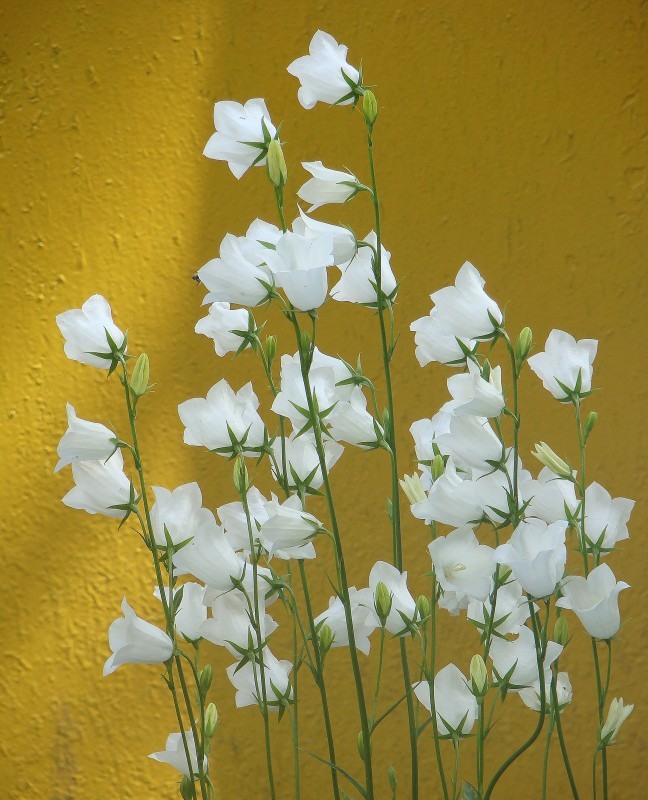 Image of Campanula persicifolia specimen.