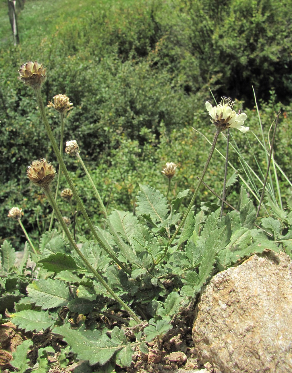 Image of Cephalaria dagestanica specimen.