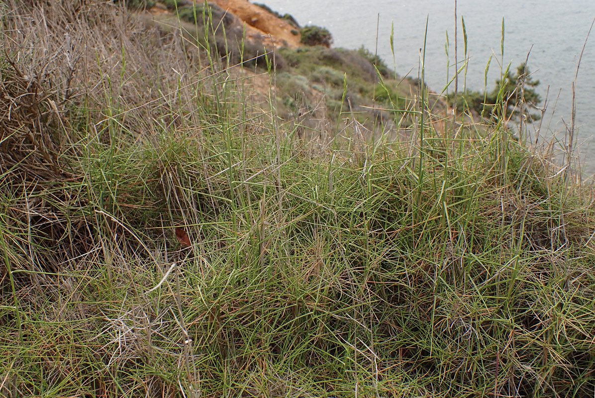 Image of Brachypodium retusum specimen.