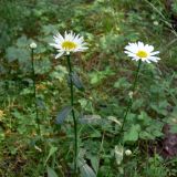 Leucanthemum vulgare. Верхушки побегов с соцветием. Свердловская обл., окр. г. Североуральск, травяной сосняк с елью на известняках. 23.07.2008.