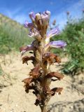 Orobanche coerulescens