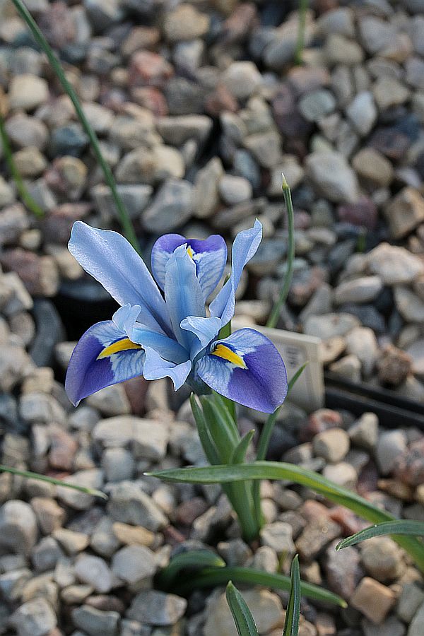 Изображение особи Iridodictyum winkleri.