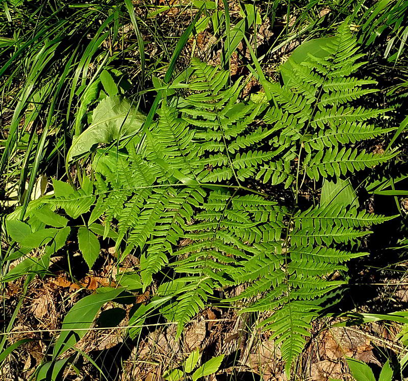 Image of Pteridium pinetorum ssp. sibiricum specimen.