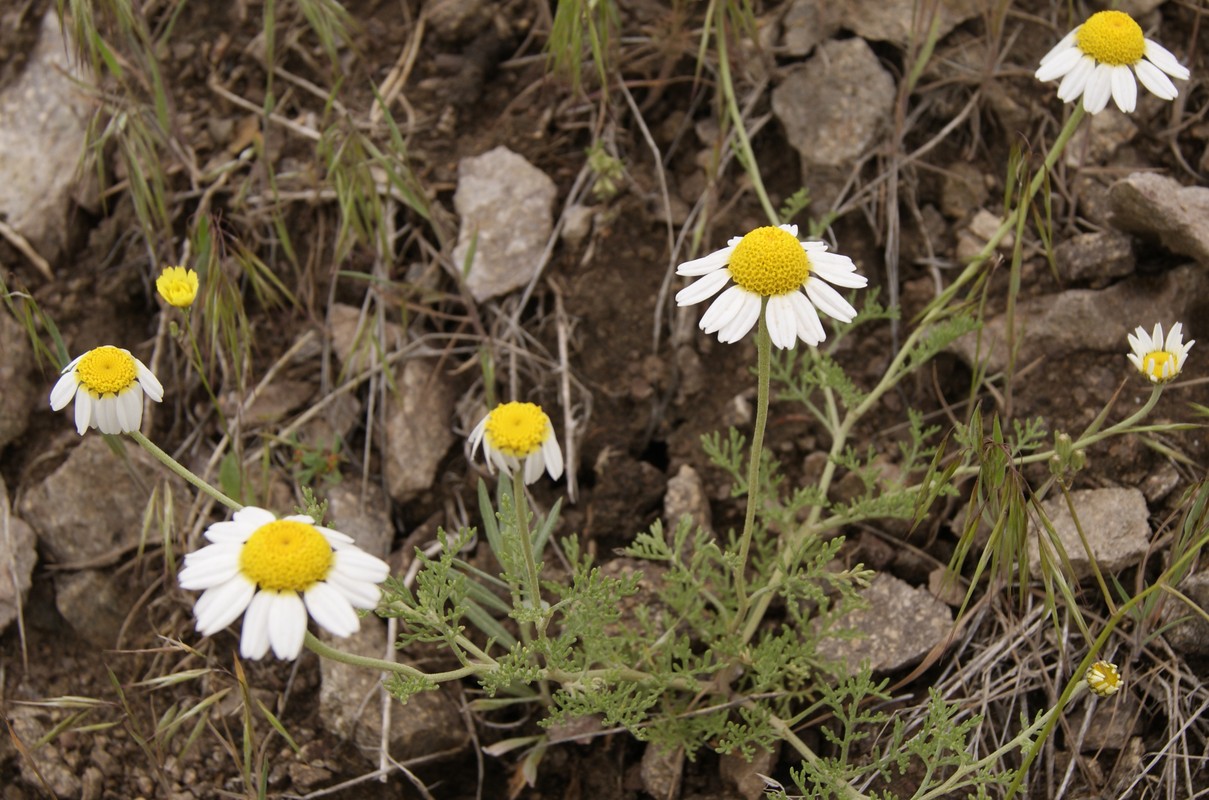 Image of genus Pyrethrum specimen.