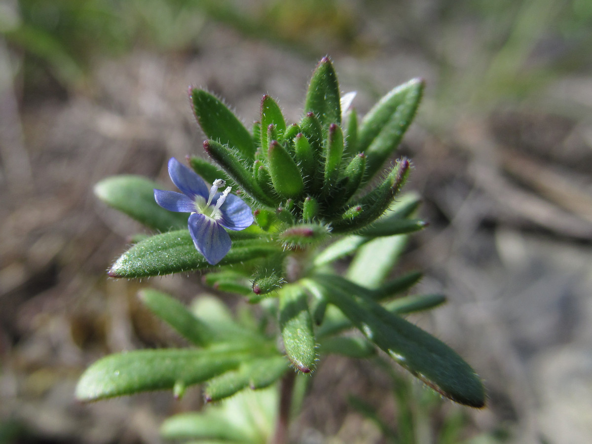 Image of Veronica dillenii specimen.