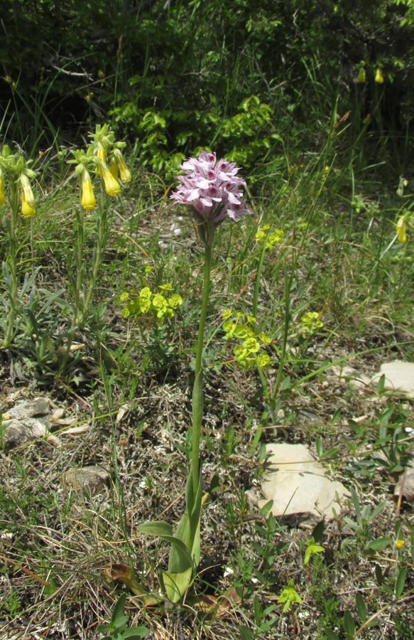 Image of Neotinea tridentata specimen.