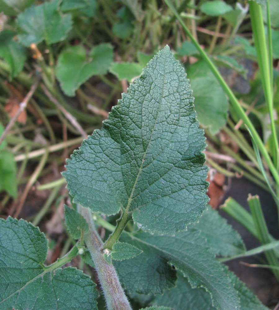 Image of Campanula alliariifolia specimen.