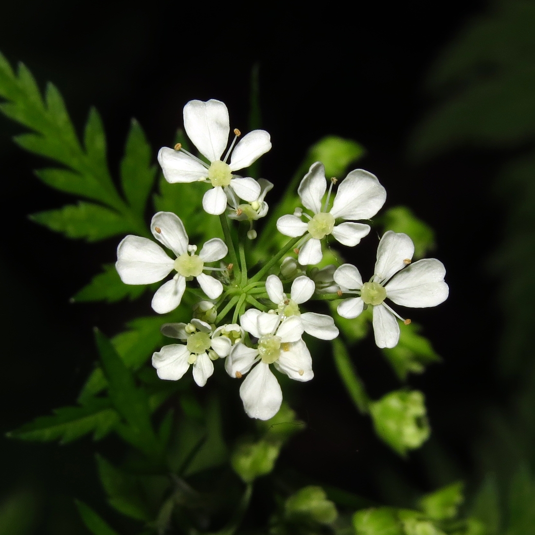 Image of Anthriscus sylvestris specimen.