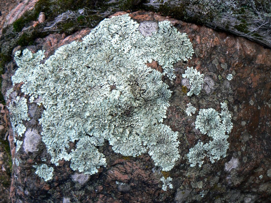 Image of genus Xanthoparmelia specimen.