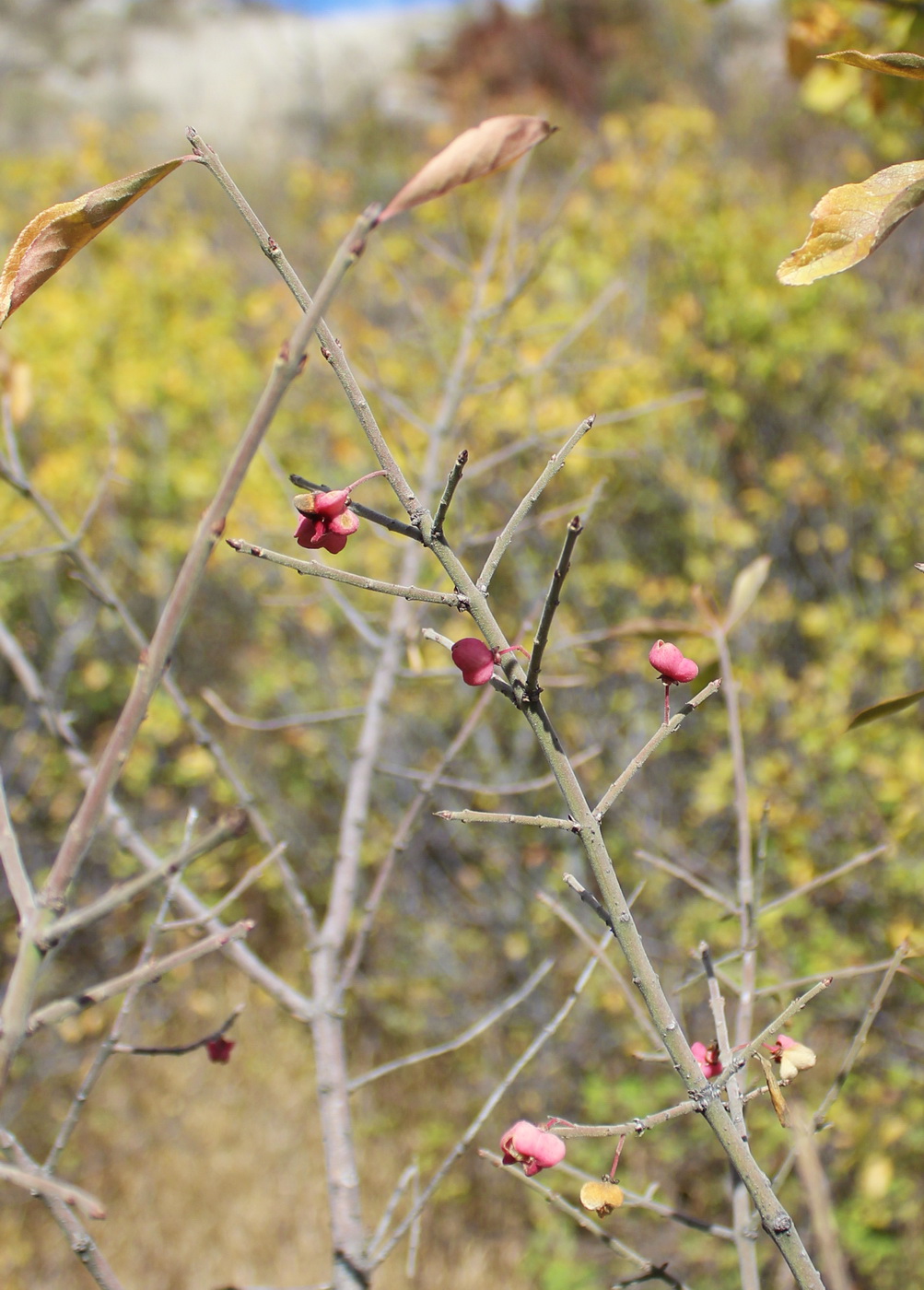 Image of Euonymus velutinus specimen.