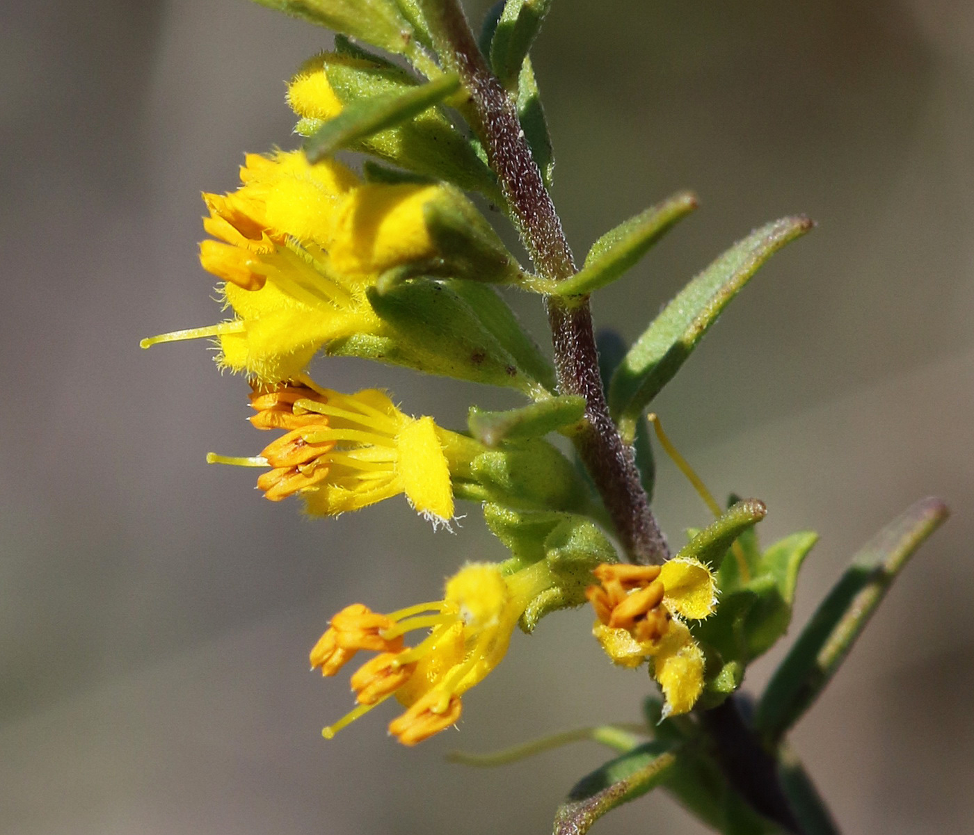 Image of Orthanthella lutea specimen.