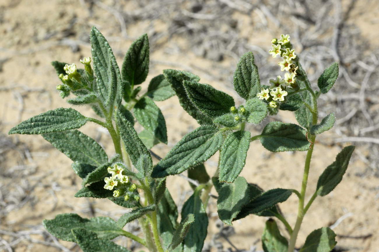 Image of Argusia sogdiana specimen.