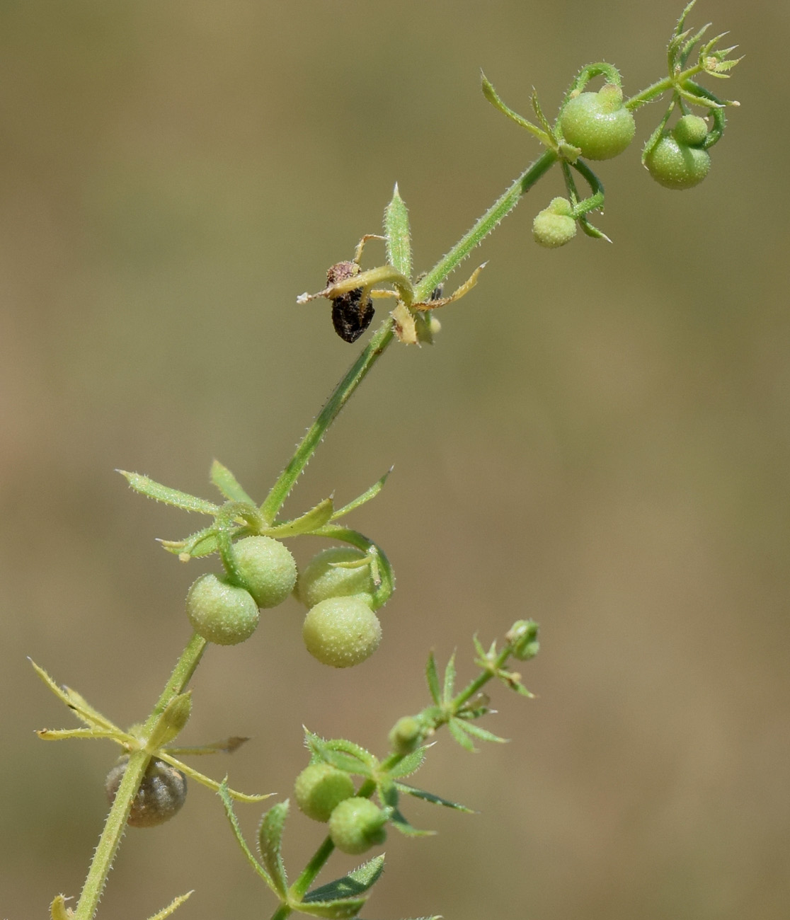 Image of Galium tricornutum specimen.