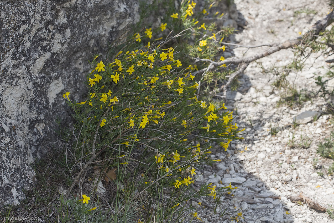 Image of Jasminum fruticans specimen.