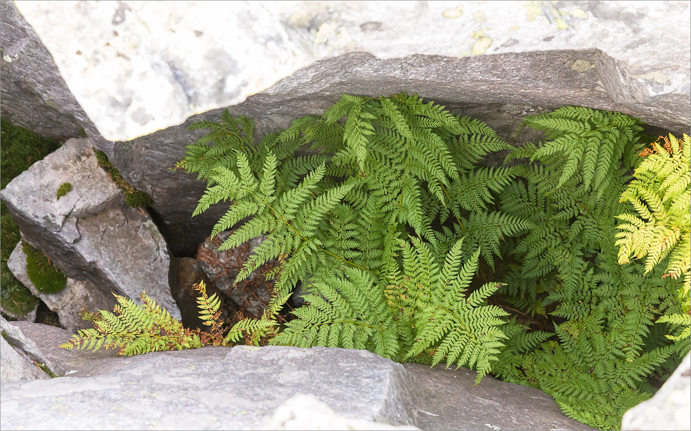 Image of Dryopteris assimilis specimen.