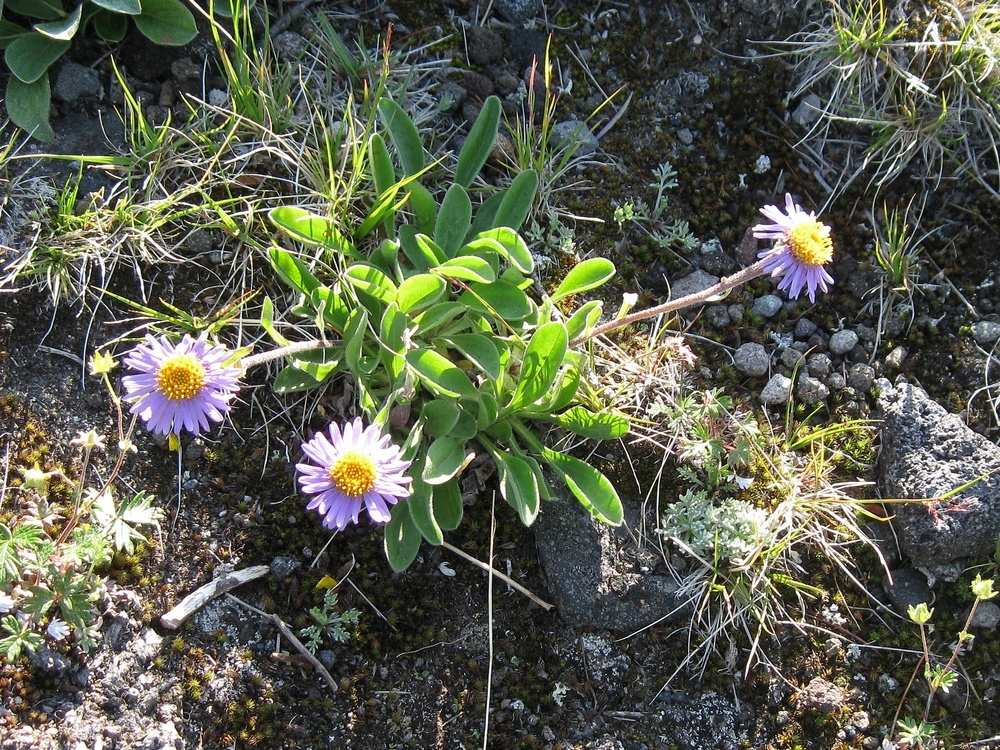 Image of Aster alpinus specimen.