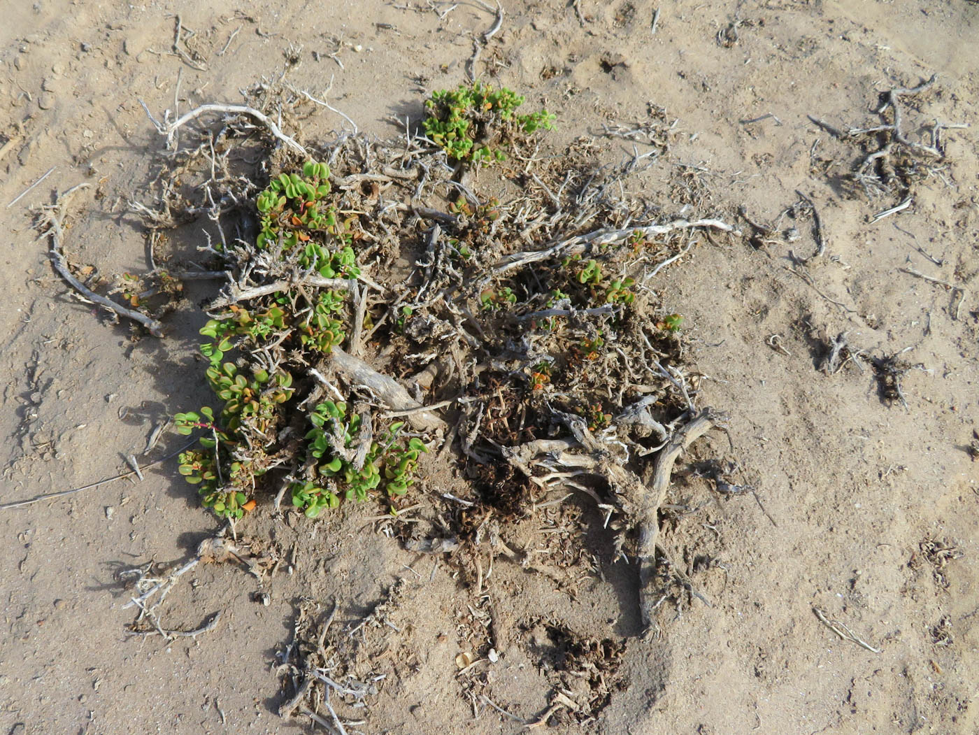 Image of Tetragonia decumbens specimen.