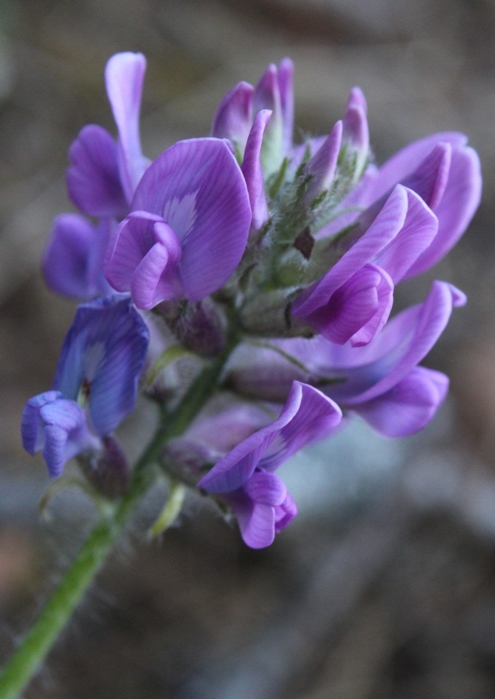 Image of Oxytropis ivdelensis specimen.