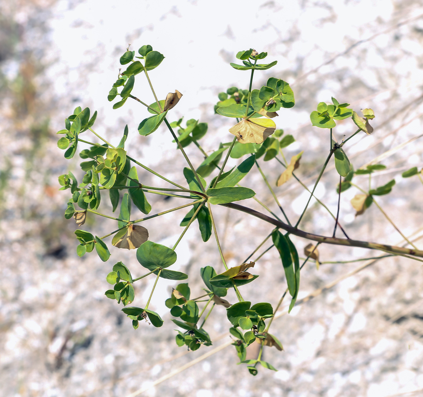 Изображение особи Euphorbia gmelinii.