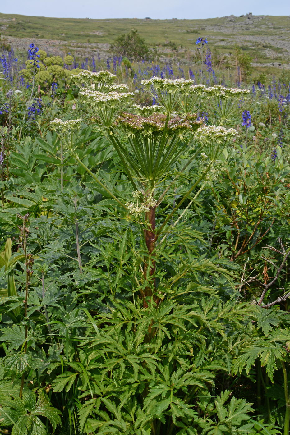 Image of Pleurospermum uralense specimen.