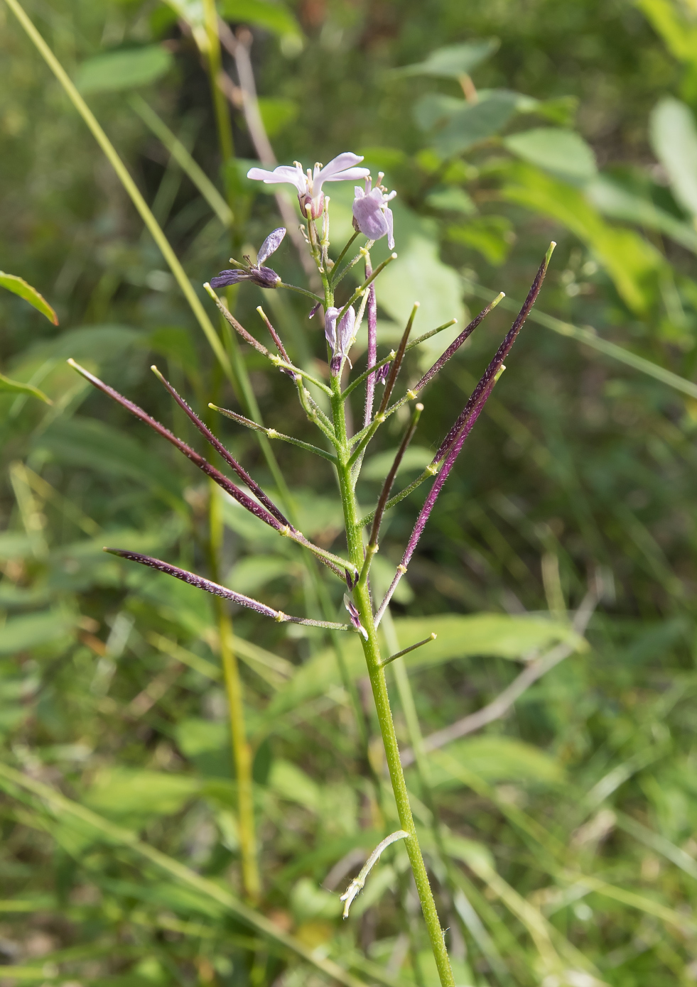 Изображение особи Cardamine macrophylla.