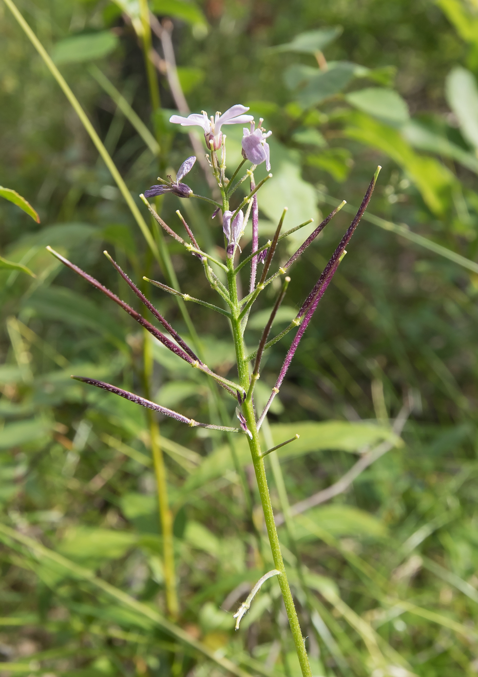 Image of Cardamine macrophylla specimen.